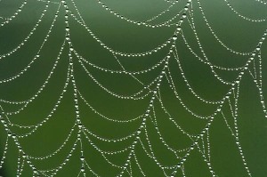Spider-web-with-morning-dew